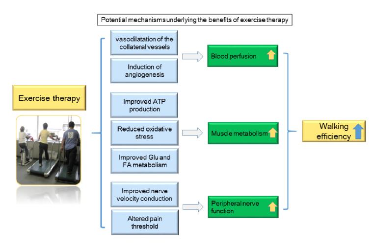 Exercise Therapy For Peripheral Artery Disease